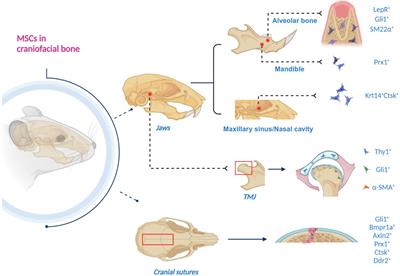 Neural regulation of mesenchymal stem cells in craniofacial bone: development, homeostasis and repair